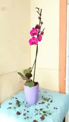 Orquidea Phalaenopsis Color Aleatorio