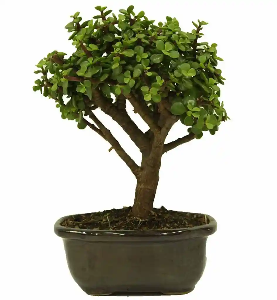 Bonsai Hade Monedita 5 Años