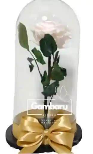 Rosa Blanca Preservada