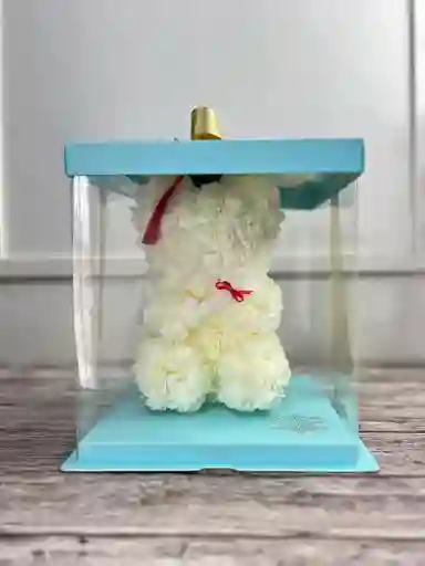 Oso Teddy De Graduación En Caja De Acetato