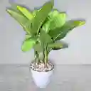 Planta Aglonema En Matera Gris