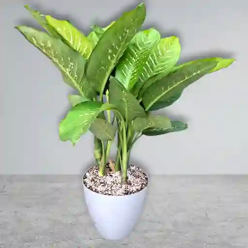 Planta Aglonema En Matera Gris