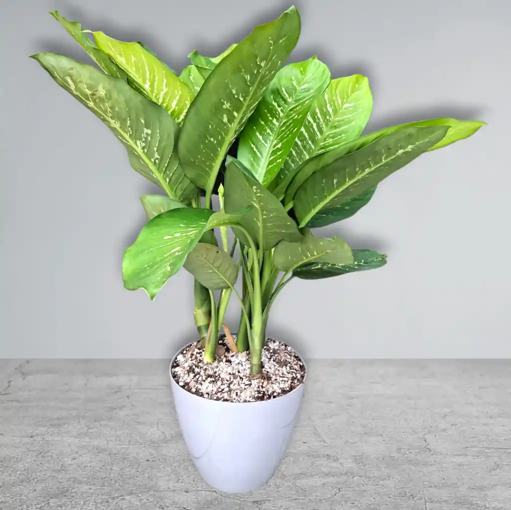 Planta Aglonema En Matera Gris