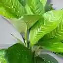 Planta Aglonema En Matera Gris
