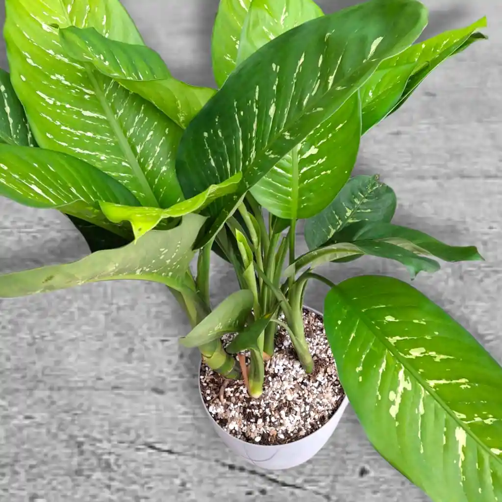 Planta Aglonema En Matera Gris