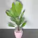 Planta Palma Abanico En Matera Rosa