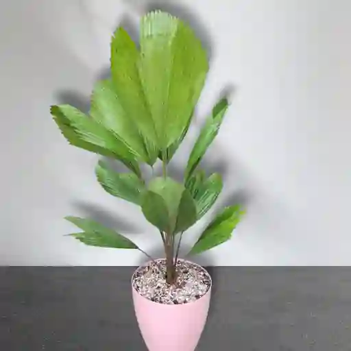 Planta Palma Abanico En Matera Rosa