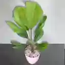 Planta Palma Abanico En Matera Rosa