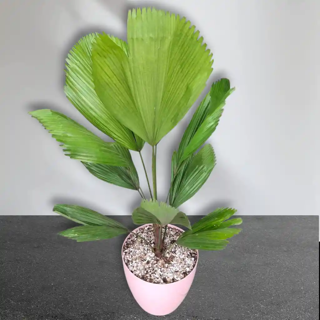 Planta Palma Abanico En Matera Rosa