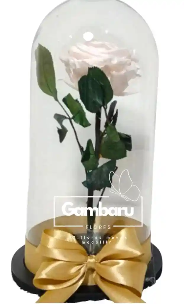Rosa Blanca Preservada