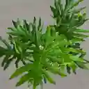 Planta Filodendro De Hojas Abiertas En Matera Gris