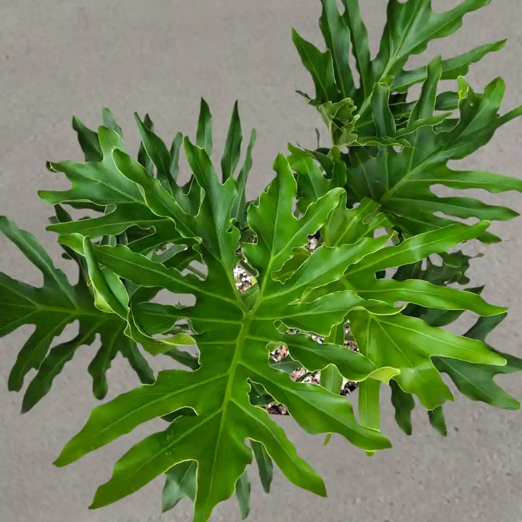 Planta Filodendro De Hojas Abiertas En Matera Gris