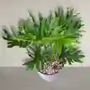 Planta Filodendro De Hojas Abiertas En Matera Gris
