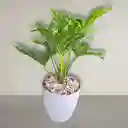 Planta Filodendro De Hojas Abiertas En Matera Gris