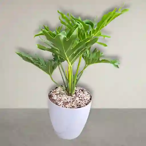 Planta Filodendro De Hojas Abiertas En Matera Gris