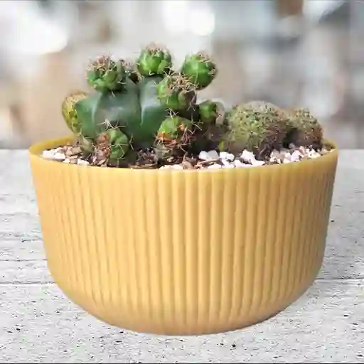 Terrario Cactus Matera Lineal Dorada