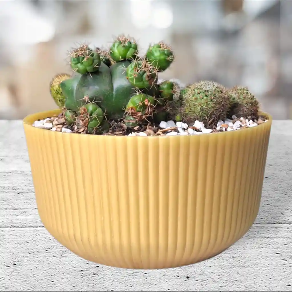 Terrario Cactus Matera Lineal Dorada