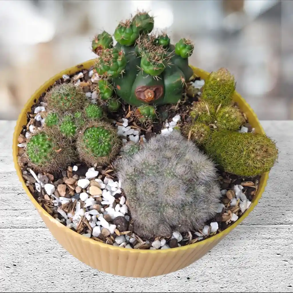 Terrario Cactus Matera Lineal Dorada