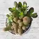 Terrario Cactus Y Suculenta Matera Plástico Lineal Blanca
