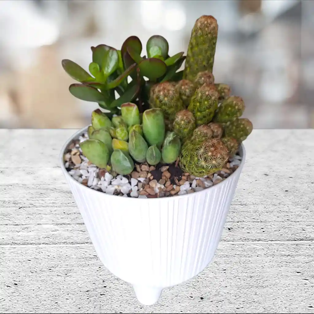 Terrario Cactus Y Suculenta Matera Plástico Lineal Blanca