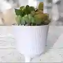 Terrario Cactus Y Suculenta Matera Plástico Lineal Blanca