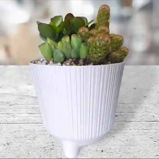Terrario Cactus Y Suculenta Matera Plástico Lineal Blanca