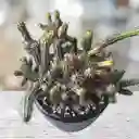Cactus En Matera Negra