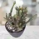 Cactus En Matera Negra