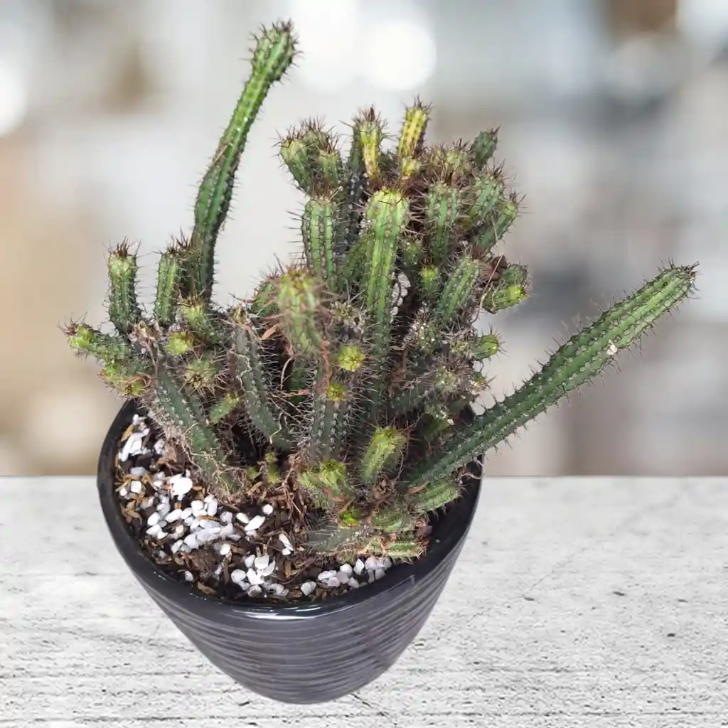 Cactus En Matera Negra