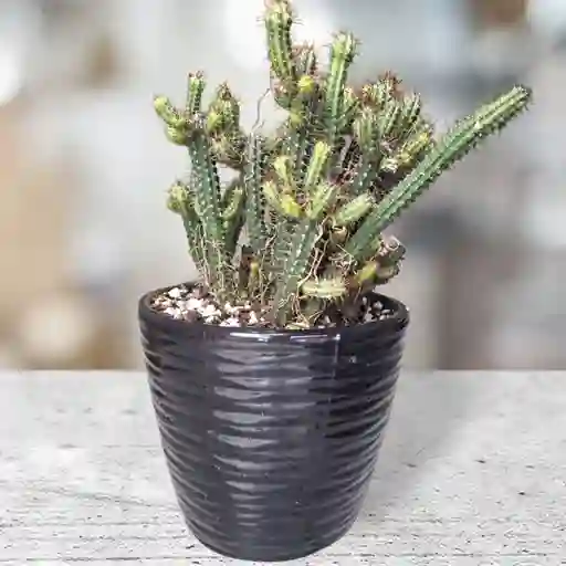 Cactus En Matera Negra