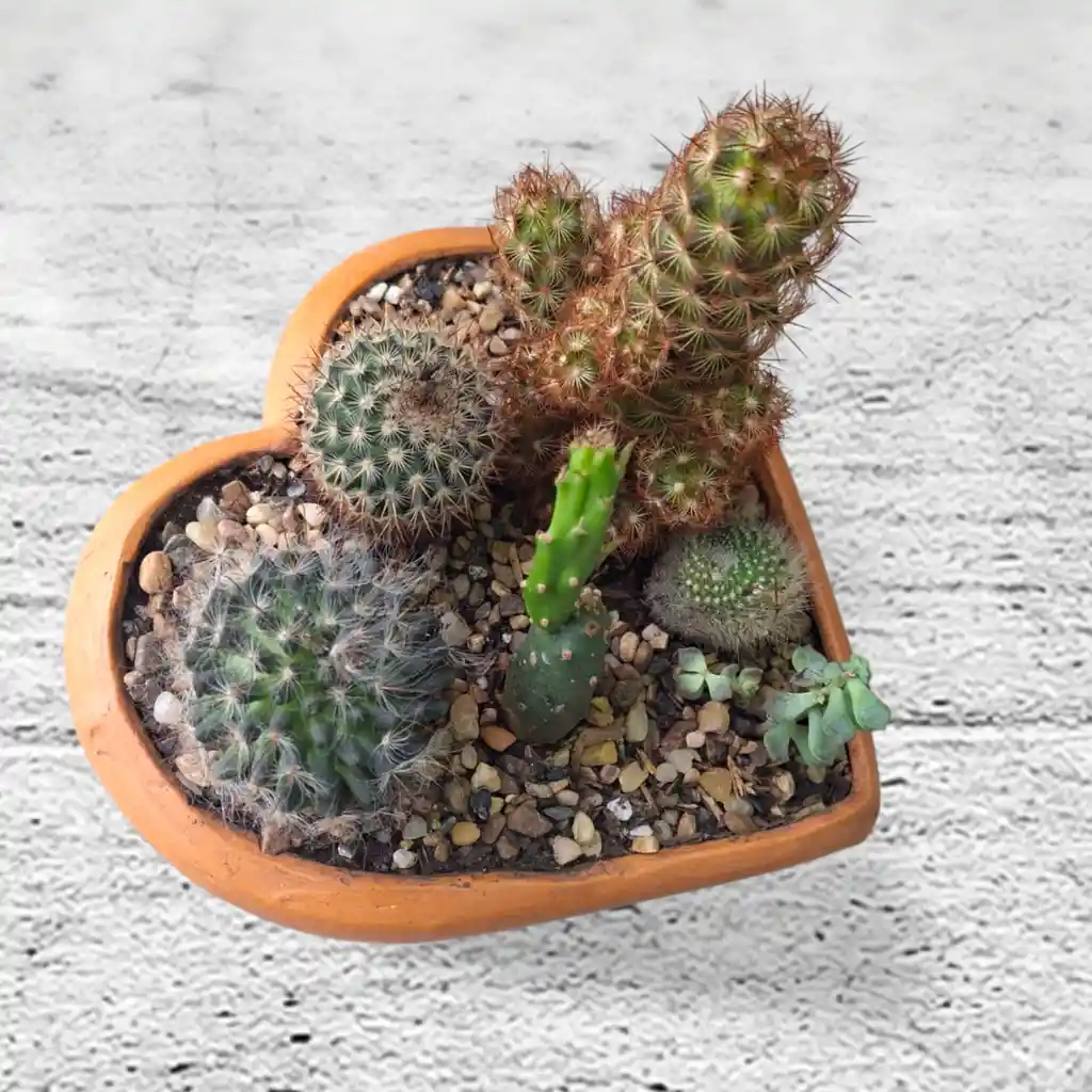 Terrario Corazón Cactus Matera De Barro