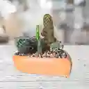 Terrario Corazón Cactus Matera De Barro