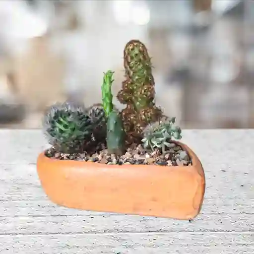 Terrario Corazón Cactus Matera De Barro