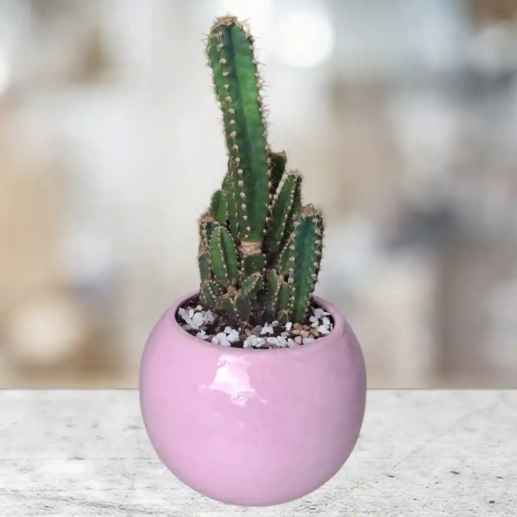 Cactus Matera Cerámica Rosa