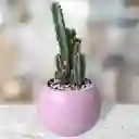 Cactus Matera Cerámica Rosa
