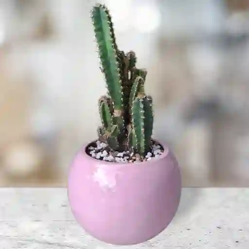 Cactus Matera Cerámica Rosa