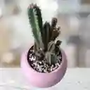 Cactus Matera Cerámica Rosa