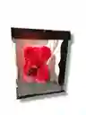 Oso Rosas Foami 20 Cm
