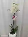 Orquidea Dia De Madres