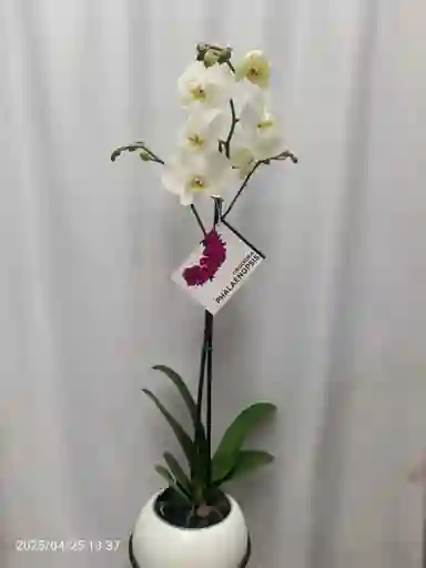 Orquidea Dia De Madres