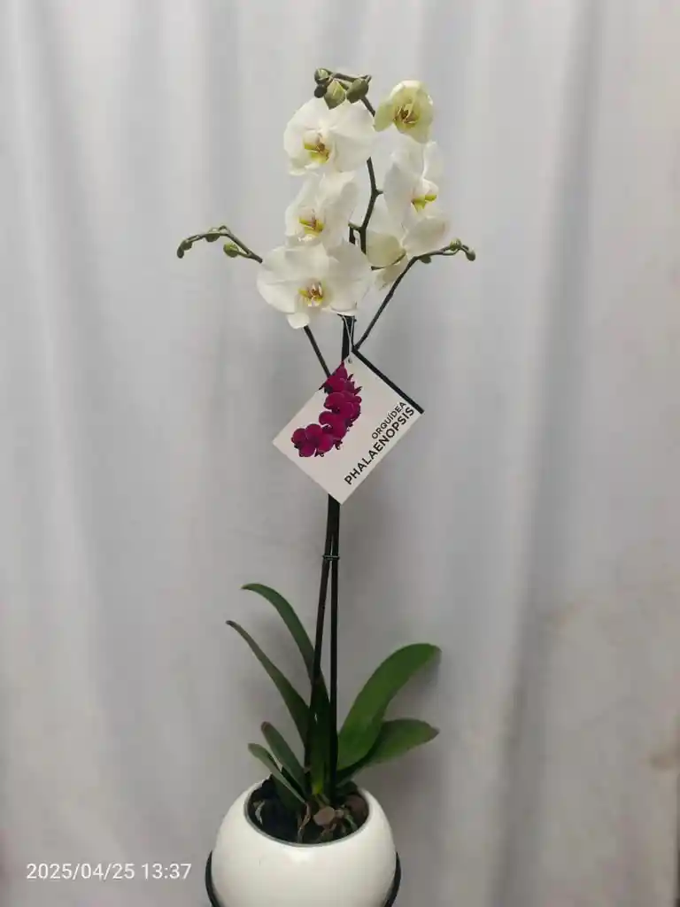 Orquidea Dia De Madres