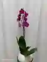Orquidea 1 V