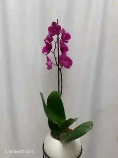 Orquidea 1 V