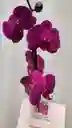 Orquidea 1 V