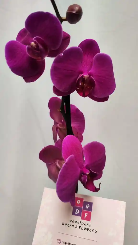 Orquidea 1 V