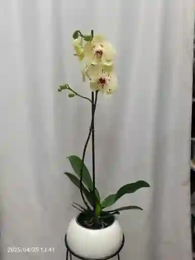 Orquidea Floral
