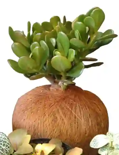 Jade Macho Pequeño En Kokedama