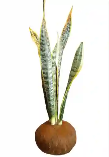 Sansevieria O Lengua De Suegra En Kokedama Grande