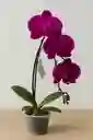 Orquídea Morada Intensa X1 Tallo