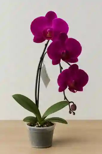 Orquídea Morada Intensa X1 Tallo